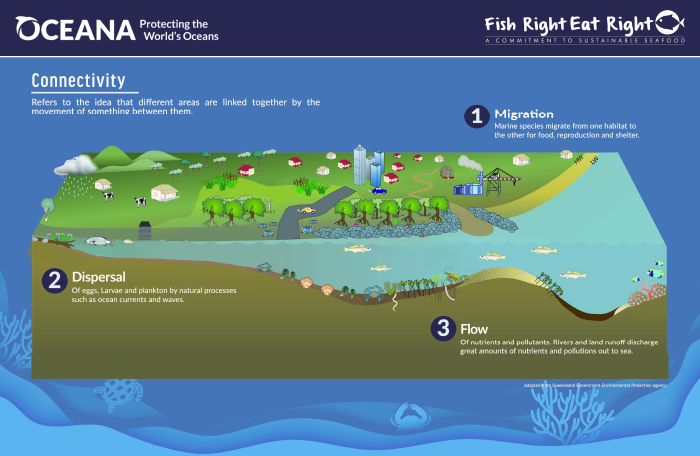 Market-based Incentives for Responsible Fishing- Infographic