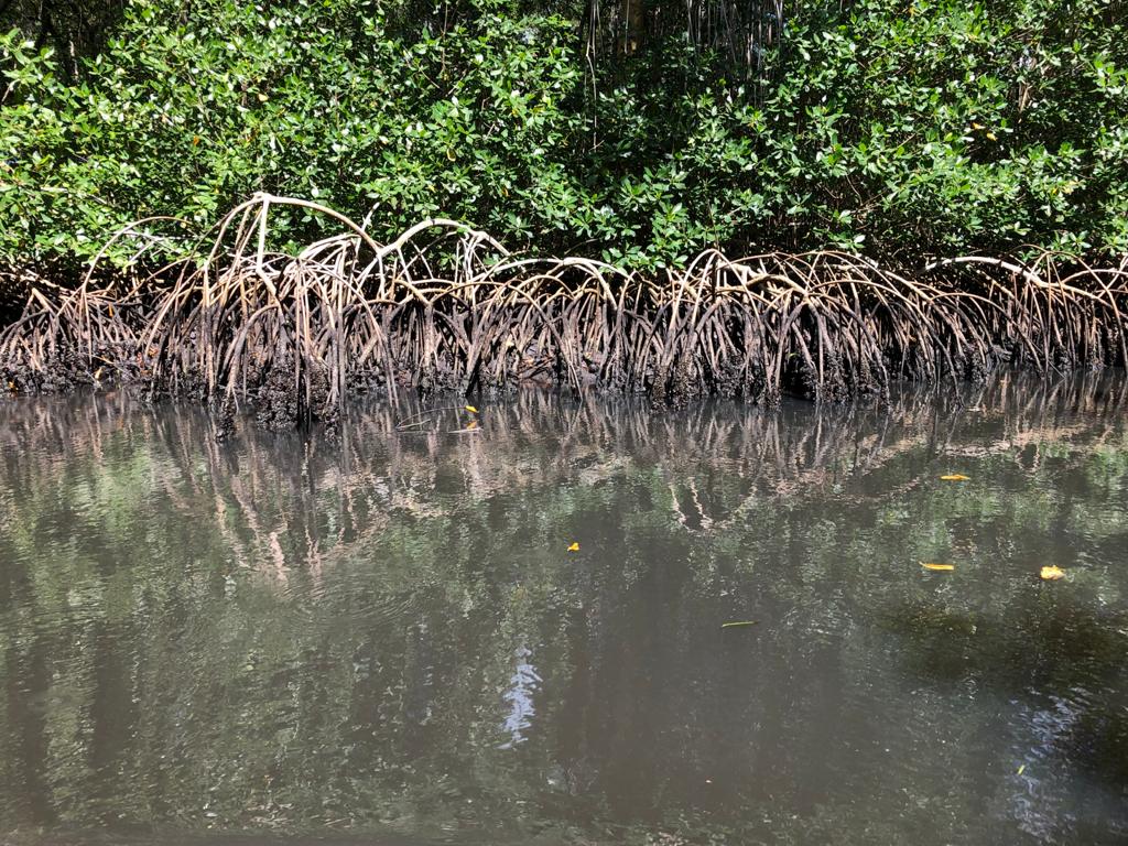 Mangrobits Geospatial Information Systems to Foster the Restoration and Reforestation of Mangroves in the Caribbean