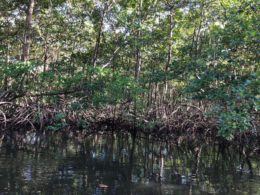 Mangrobits Geospatial Information Systems to Foster the Restoration and Reforestation of Mangroves in the Caribbean