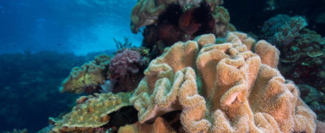 Coral Reef Restoration