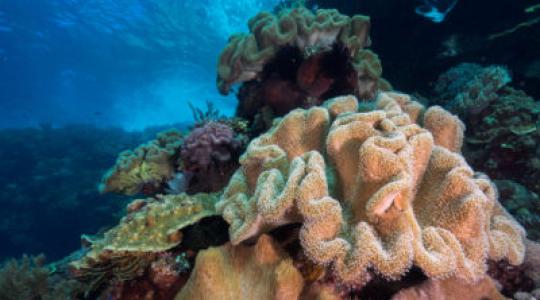 Coral Reef Restoration