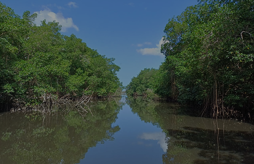1m² of mangrove can capture up to five times more carbon than a tropical forest